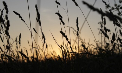 природа трава восход nature grass sunrise