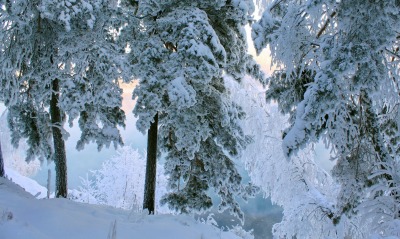 снег зима холм деревья snow winter hill trees
