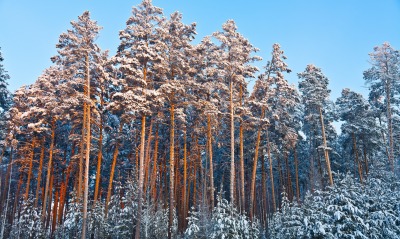 деревья лес зима снег иней trees forest winter snow frost