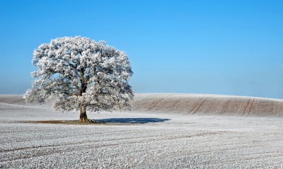 дерево поле иней tree field frost