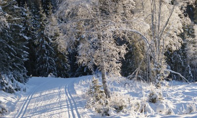дорога снег лес road snow forest