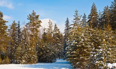 природа деревья снег зима nature trees snow winter
