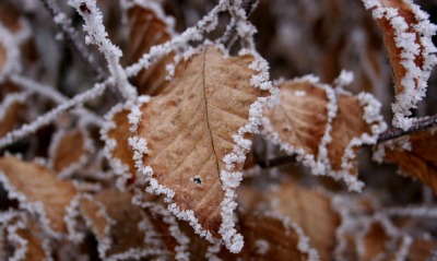 природа листья снег nature leaves snow