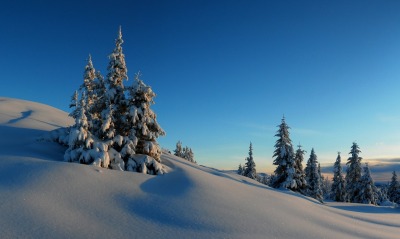 природа снег деревья зима