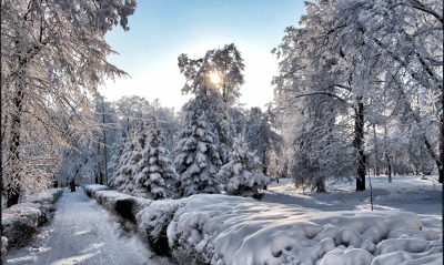 снег зима лучи деревья snow winter rays trees