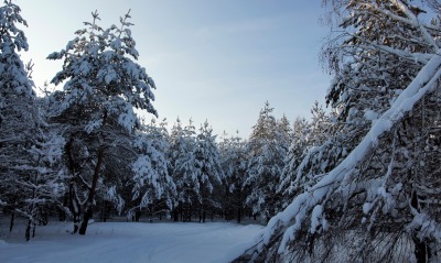 лес ели сосны зима