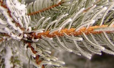 природа снег зима ель nature snow winter spruce