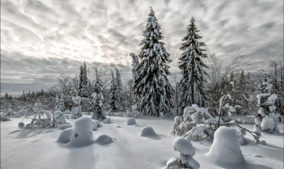 природа деревья снег зима небо nature trees snow winter the sky