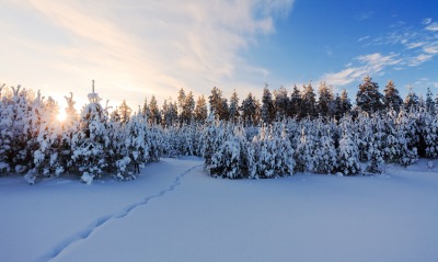 природа снег зима деревья nature snow winter trees