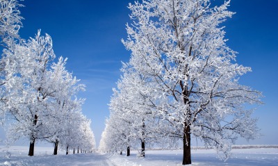 дорога снег деревья road snow trees
