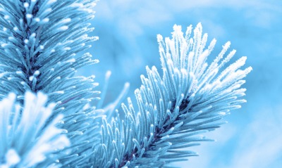 ветка снег иней сосна branch snow frost pine