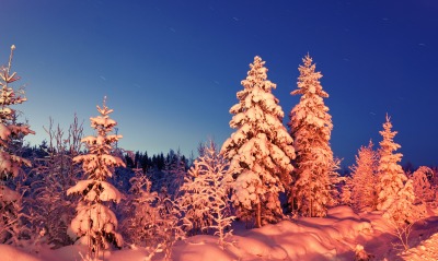 зима снег деревья winter snow trees