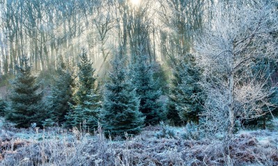 иней деревья лучи frost trees rays