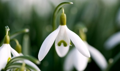 цветок белый flower white