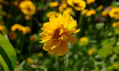 природа цветы желтые