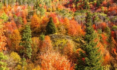 осень лес autumn forest