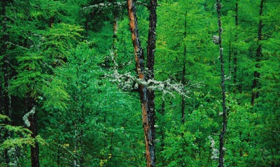 природа деревья