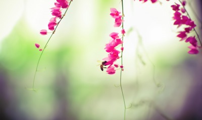 пчела, цветы
