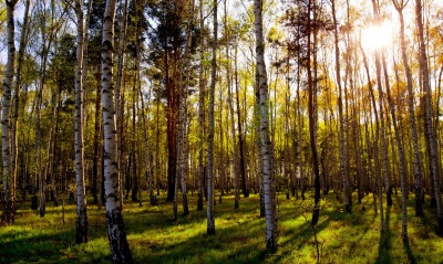 природа деревья лес