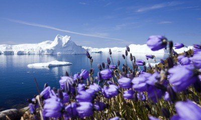 ледник айсберг цветы