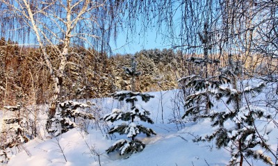 снег зима береза snow winter birch