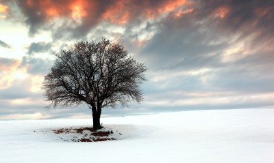 природа деревья снег