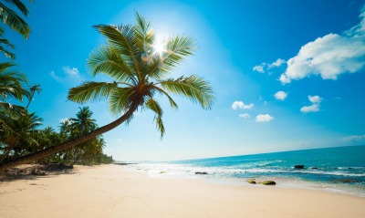 берег пальма море солнце пляж