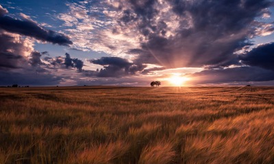 степь закат трава the steppe sunset grass