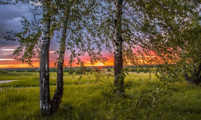 березы закат birch sunset
