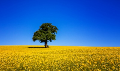 поле дерево желтое