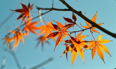 листья ветка осень