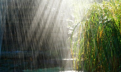 дождь трава the rain grass
