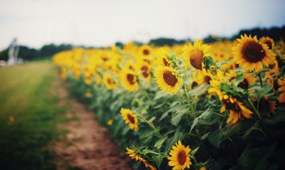 подсолнухи поле sunflowers field