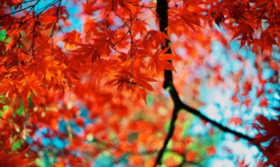 осень листья ветви autumn leaves branches