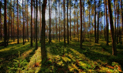 лес деревья лучи forest trees rays