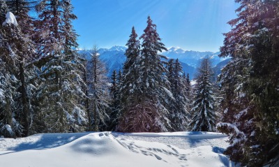 снег лес сосны ели snow forest pine ate
