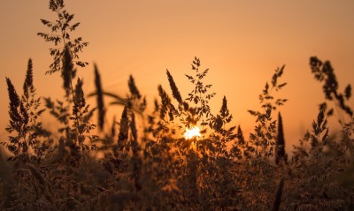 закат трава солнце sunset grass the sun