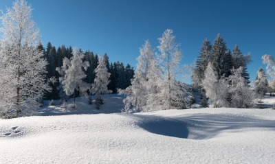 природа деревья снег зима