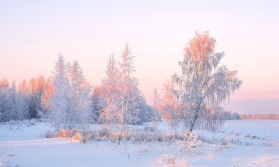 природа зима деревья снег