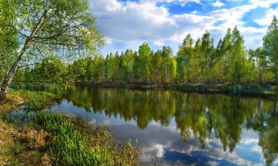 речка лето зелень березы