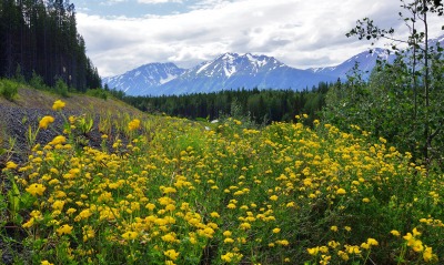 цветы полевые горы
