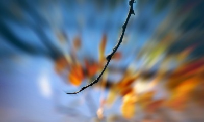 ветка размытость branch blur