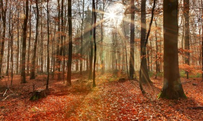 природа лес деревья осень