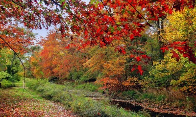 осень ветви речка деревья листья
