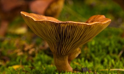 природа гриб