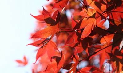 природа листья осень деревья