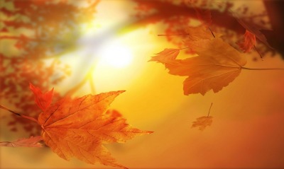 осень листья солнце