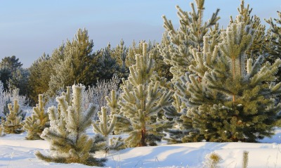 природа деревья ель зима снег