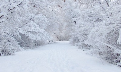 зима снег дорога лес