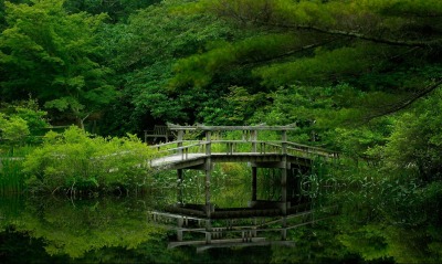 мостик озерцо зелень лето